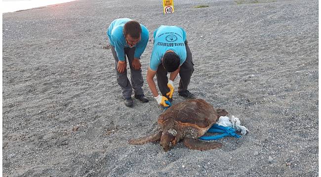 70 kilo ağırlığındaki caretta caretta Alanya sahiline vurdu