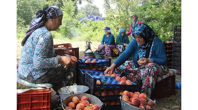 Bursa&#39;da şeftali hasadı ve fiyatları yüzleri güldürdü