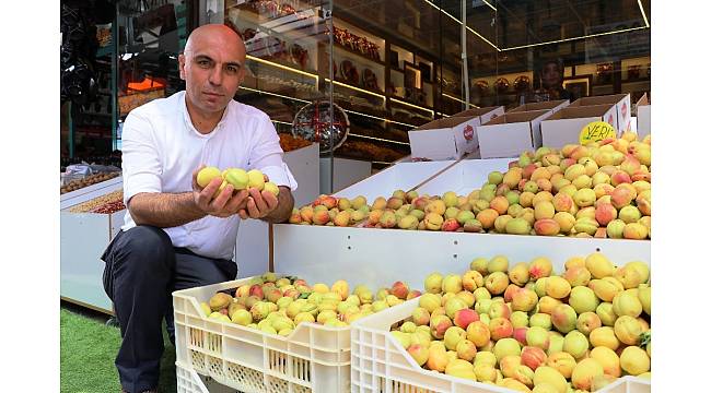 Elma büyüklüğündeki kayısılar görenleri şaşırtıyor