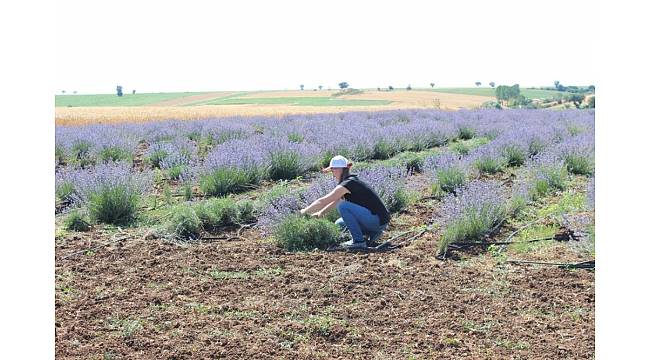 Kırklareli&#39;nde lavanta hasadı başladı