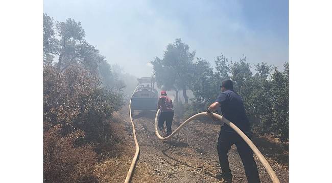 Milas&#39;ta zeytinlik alanda yangın çıktı