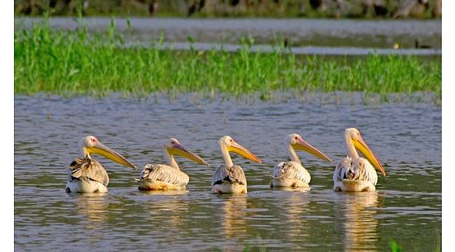 Nallıhan 5. Foto Safari etkinliğine ev sahipliği yapacak