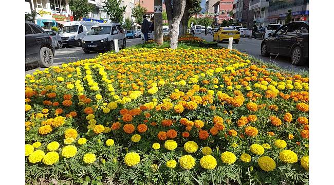 Tatvan Belediyesinden çiçek dikimi