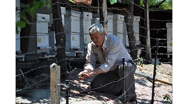 Yanlış ilaçlama yüzünden binlerce arı telef oldu