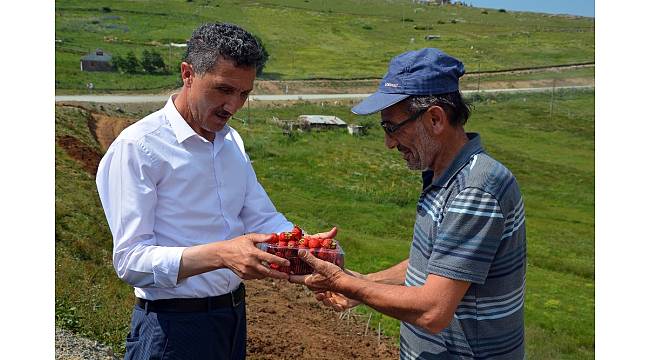 Yayla çileklerine büyük ilgi