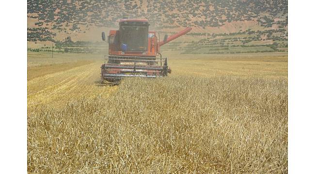 Yayla&#39;da hasat dönemi başladı