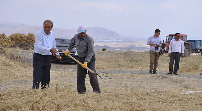 Arguvan’da nohut hasadı başladı