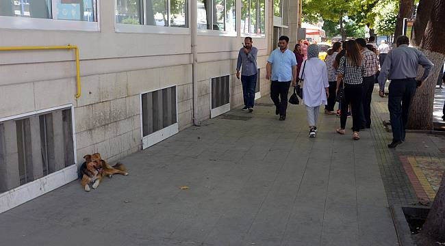 Aşırı sıcaklarda sokak hayvanlarına yardımcı olalım uyarısı