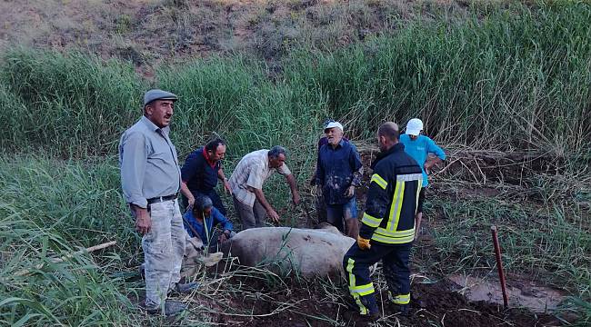 Çamura saplanan inekleri itfaiye kurtardı