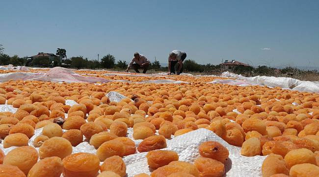 ‘Sarı altın’da hasat devam ediyor