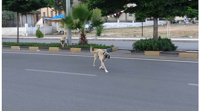 Sokak köpekleri vatandaşların korkulu rüyası oldu