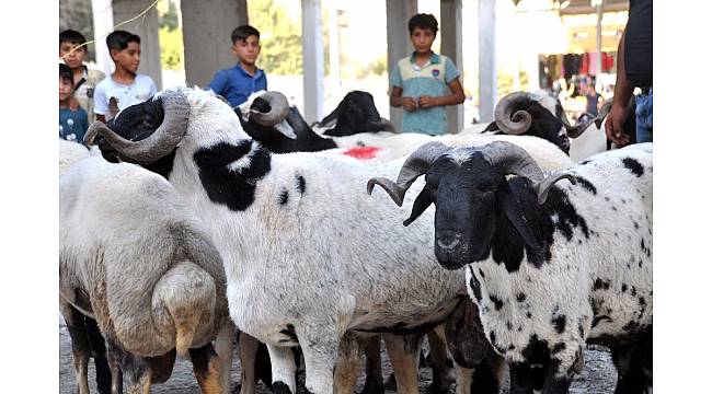 Akçakale&#39;deki kurbanlık hayvan pazarında hareketlilik