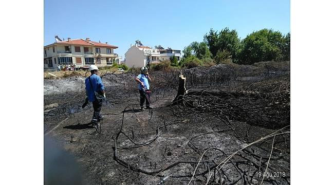 Kavak ağacı yangın çıkardı