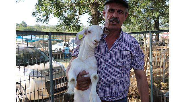 Koça oğlak danaya koç veriyor