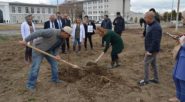 MTÜ Tarım Kampüsüne örnek kayısı bahçesi kuruluyor 