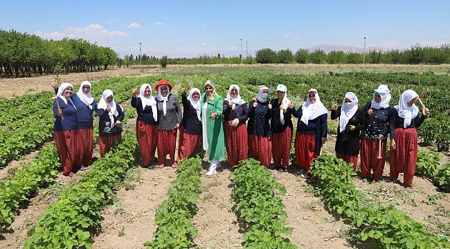 BATTALGAZİ'NİN GÖNÜLLÜ KADINLARI, İLK HASATLARINI TOPLADI