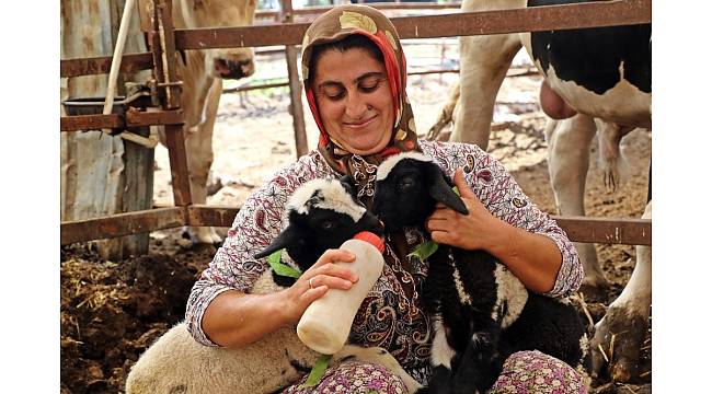 Anneleri doğumda ölen ikiz kuzulara &#39;özel anne&#39; şefkati