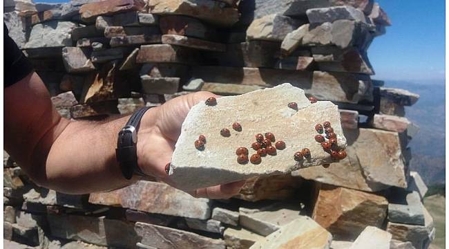 Kahramanmaraş&#39;ta uğur böcekleri şenliği zamanı