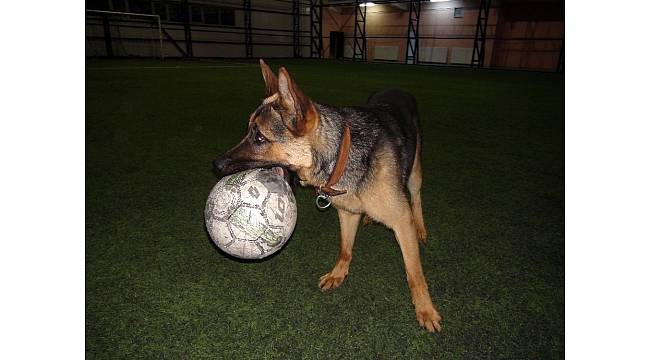 Kurt köpeğinin futbol tutkusu