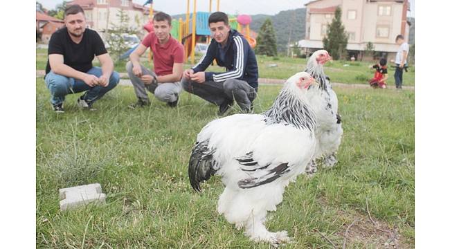 Tavşanlı&#39;da süs tavukları mezat alanı açıldı