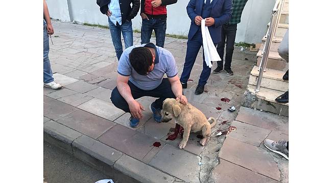 Yaralı köpeğin yardımına Başkan Toksoy ve hayvanseverler yetişti