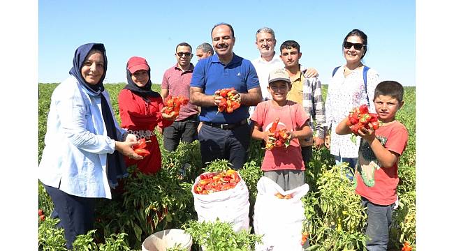 Belediye Başkanı Çiftçi isot hasadına katıldı