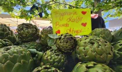 İzmir Urla enginara doydu