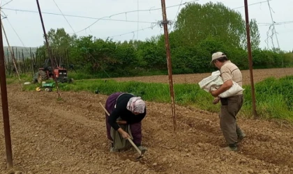 Pazaryeri Boncuk Fasulyesi tohumları toprakla buluştu